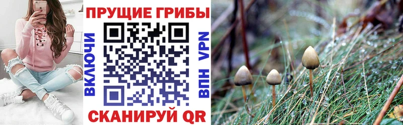 купить  сайты  Новоуральск  Галлюциногенные грибы MAGIC MUSHROOMS 